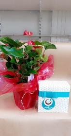 Red Anthurium Plant & Chocs